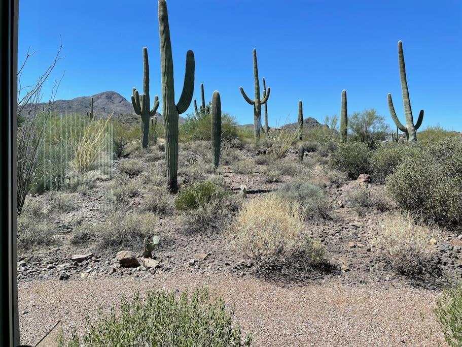 Tucson Mnt Foothills Saguaro Bliss Vila Exterior foto