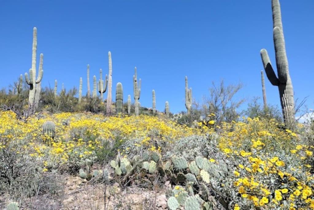 Tucson Mnt Foothills Saguaro Bliss Vila Exterior foto